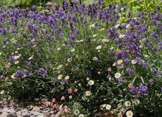 Weelderige bloementuin